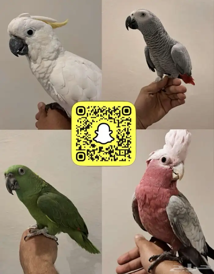 كاسكو اليف و متكلم في الوجه و على اليد الطير تم البيع 8