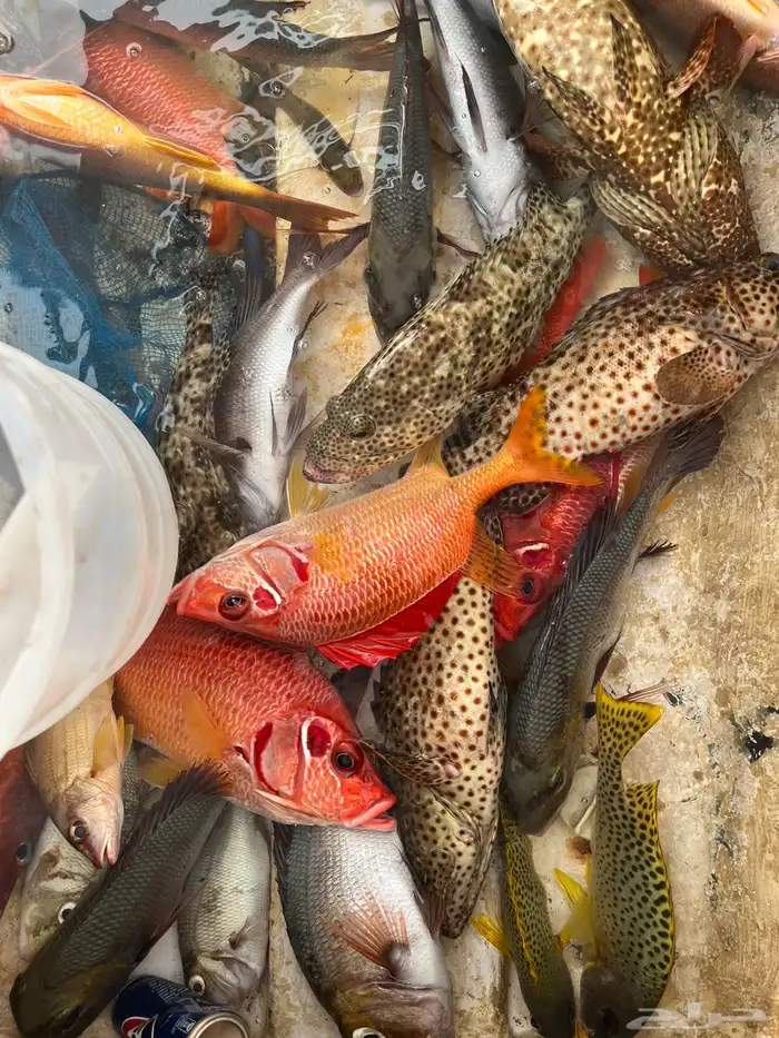 رحلات بحرية 1