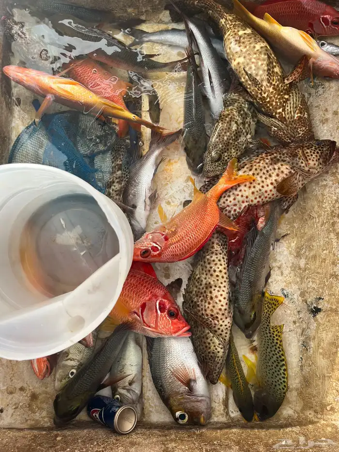 رحلات بحرية 2