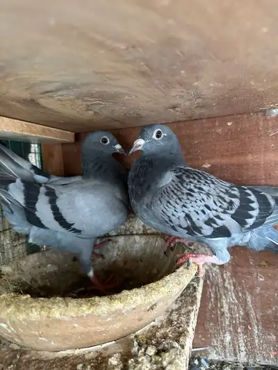 حمام زاجل جان اردن مسافات طويله ( تم البيع ) 5
