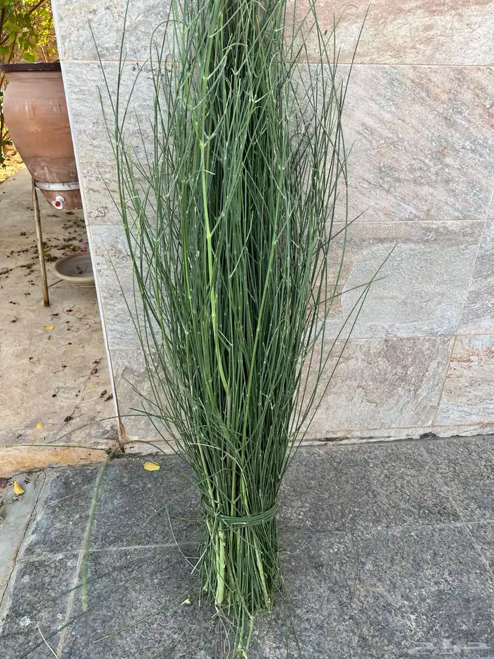 مرخ طازج يقطع عند الطلب 1