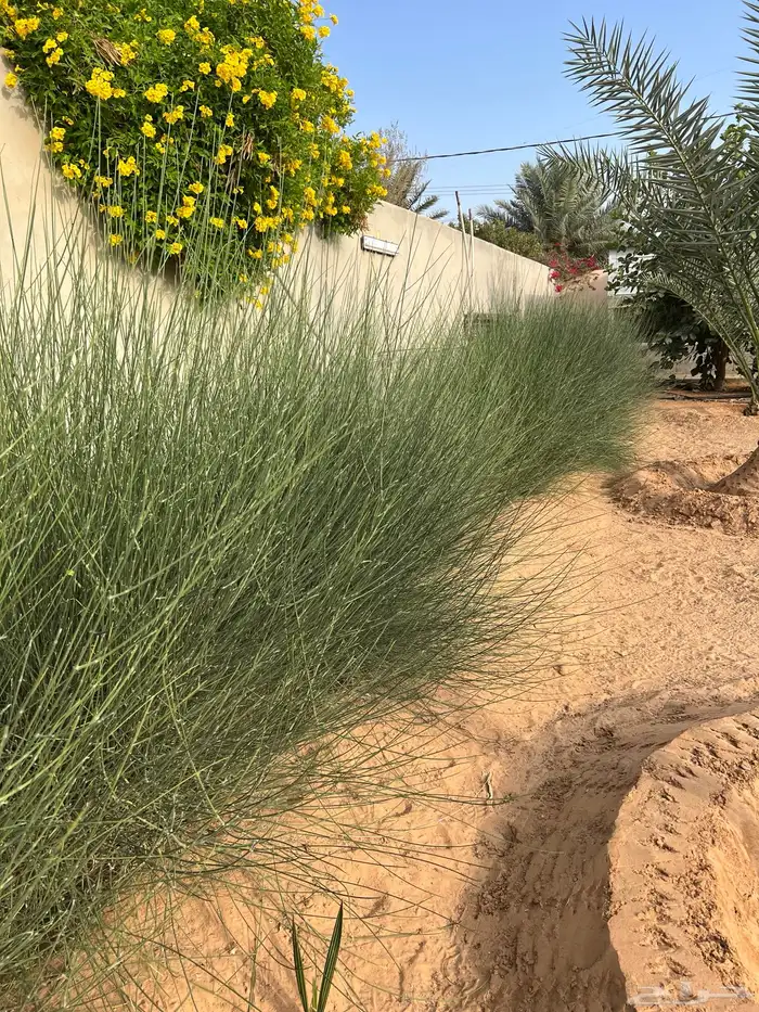 مرخ طازج يقطع عند الطلب 0