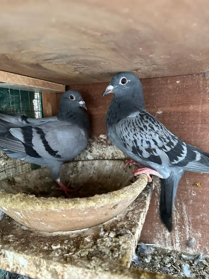 حمام زاجل جان اردن مسافات طويله ( تم البيع ) 4