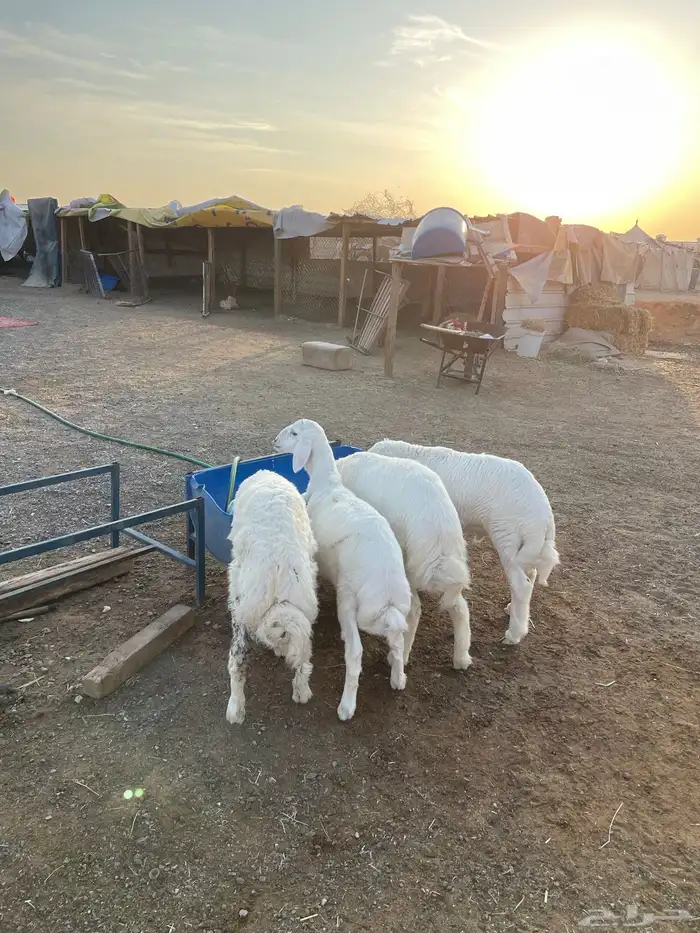 ذبائح ابو هتان وعروض خاصه ع الحري الهرافى 3