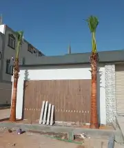 النخل واشنطن زينه 6