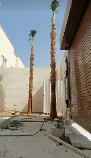النخل واشنطن زينه 7