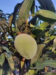مانجو اللانقرا او الساندري 2