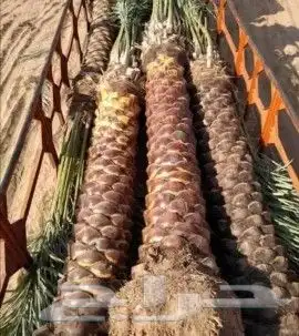 شبك ونخل 6