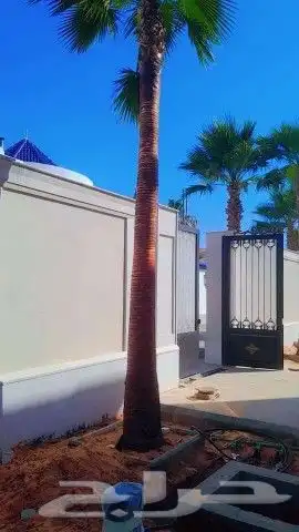 النخل واشنطن زينه 5