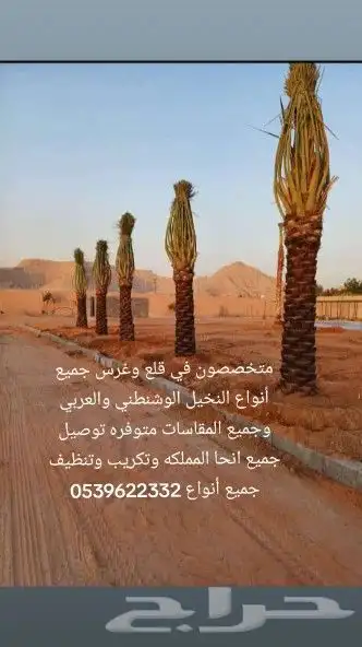 يوجد لدينا جميع أنواع النخيل الوشنطني والعربي 4