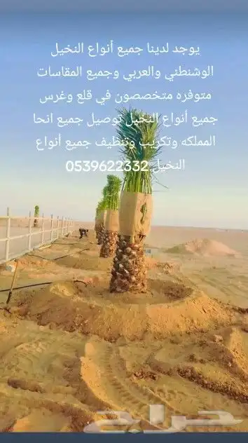 يوجد لدينا جميع أنواع النخيل الوشنطني والعربي 3