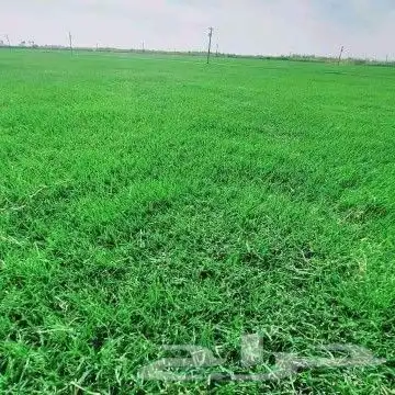 ثيل طبيعي درجه اولى شرط 0