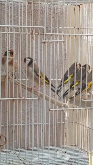 حسون سوري تغريد 0