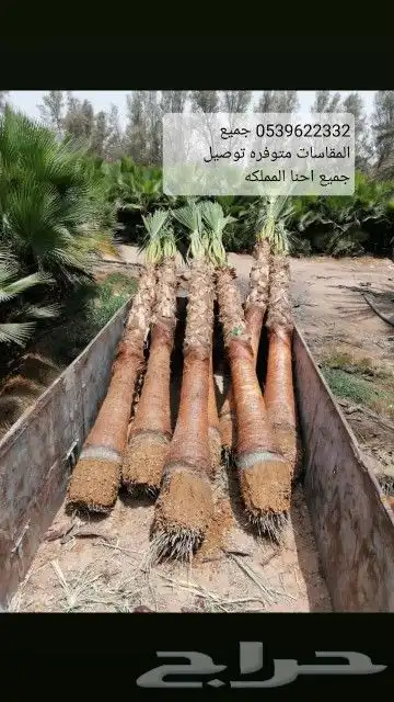 يوجد لدينا جميع أنواع النخيل الوشنطني والعربي 2