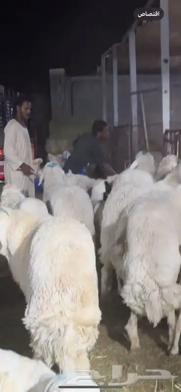 ذبائح طايفية نجدي حري سواكني 2