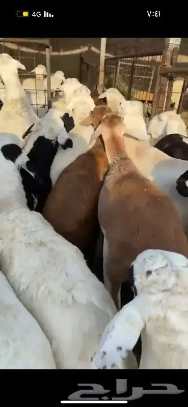 ذبائح طايفية نجدي حري سواكني 5