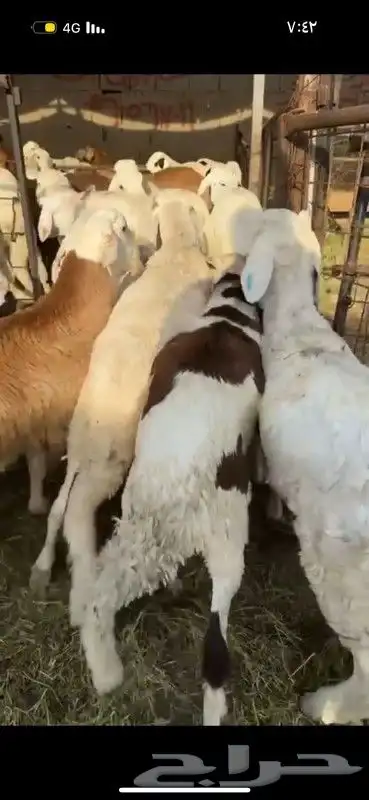 ذبائح طايفية نجدي حري سواكني 3