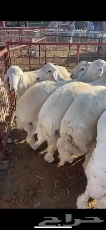 ذبائح طايفية نجدي حري سواكني 7
