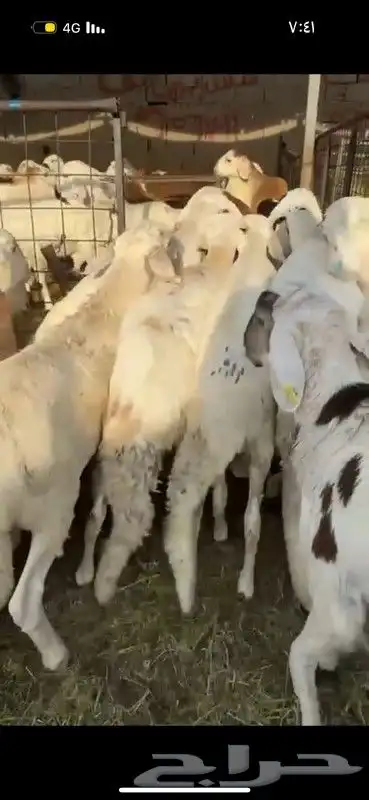 ذبائح طايفية نجدي حري سواكني 4
