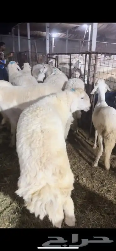 ذبائح طايفية نجدي حري سواكني 8