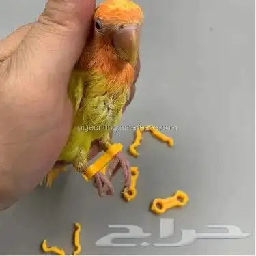 كلابشات غلاج كساح الطيور 7