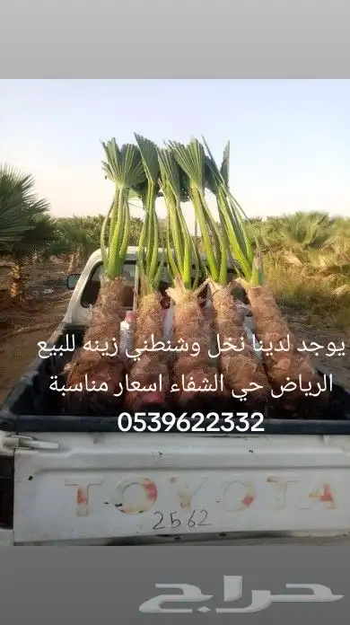 يوجد لدينا جميع أنواع النخيل الوشنطني والعربي 6