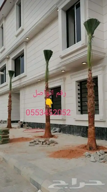 النخل واشنطن زينه 1
