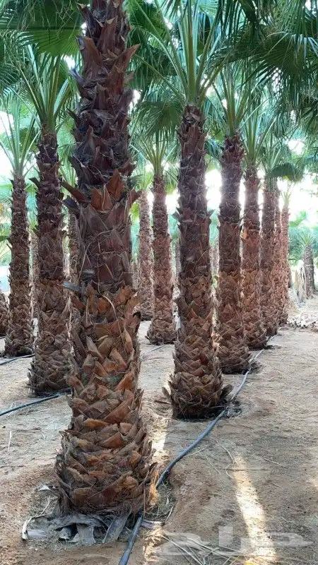 يوجد لدينا جميع انواع النخيل العربي وشنطني 4