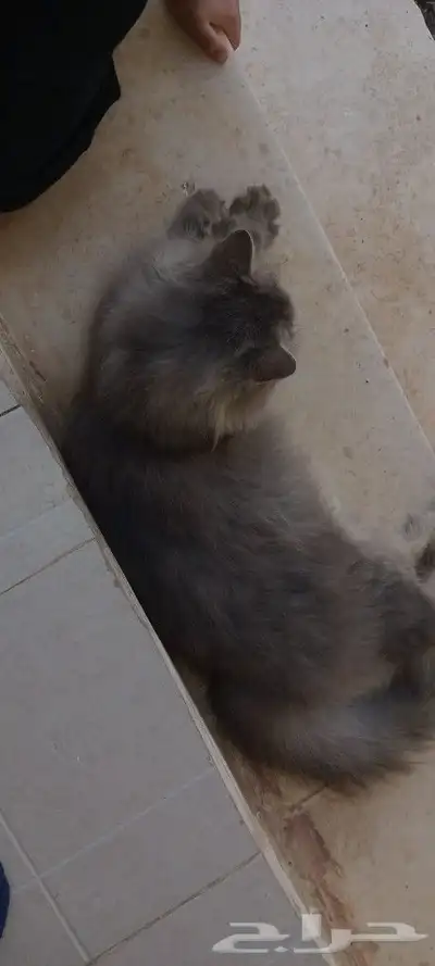 بسه لل تبني 0
