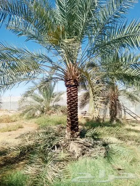 يوجد لدينا جميع انواع النخيل العربي وشنطني 6