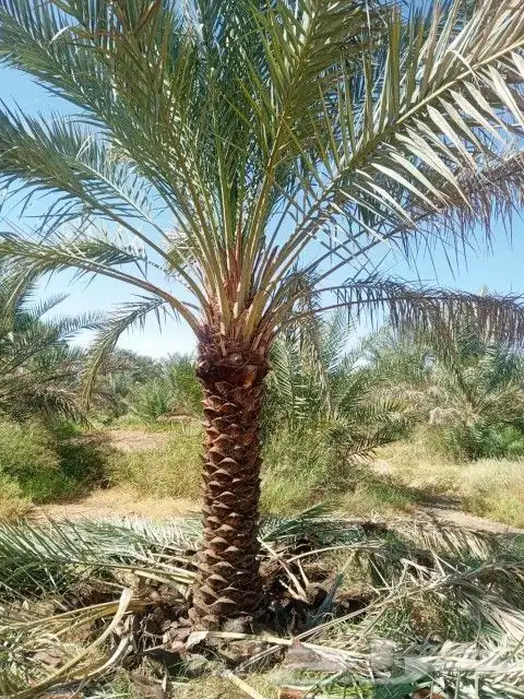 يوجد لدينا جميع انواع النخيل العربي وشنطني 8
