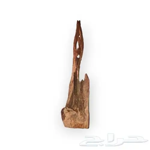 عود سومطري درجة اولى كبير 1