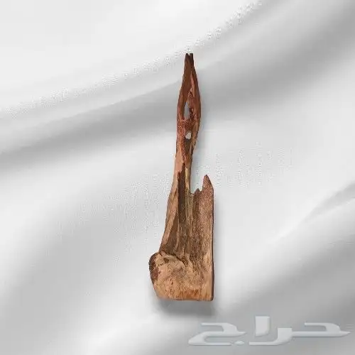 عود سومطري درجة اولى كبير 2