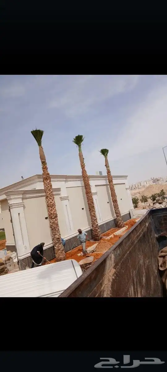 يوجد لدينا جميع أنواع النخيل الوشنطني والعربي 8