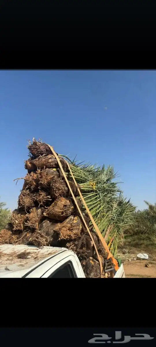 يوجد لدينا جميع أنواع النخيل الوشنطني والعربي 7