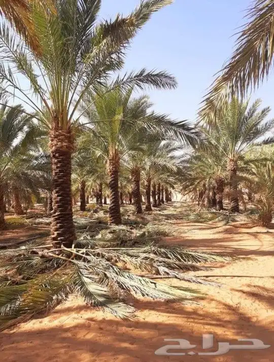 يوجد لدينا جميع انواع النخيل العربي وشنطني 7