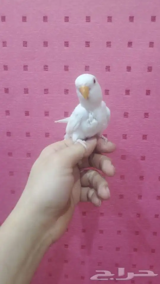 فروخ روز ألبينو أليفة تو بدأت تاكل لحالها 0