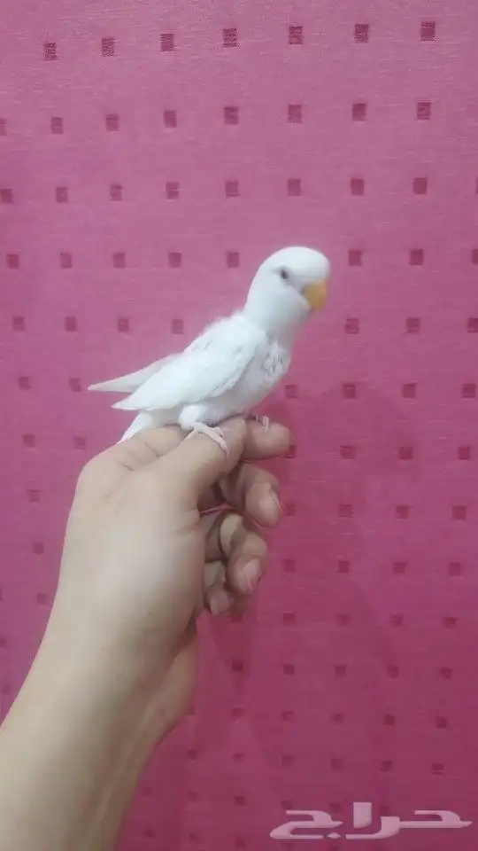 فروخ روز ألبينو أليفة تو بدأت تاكل لحالها 1