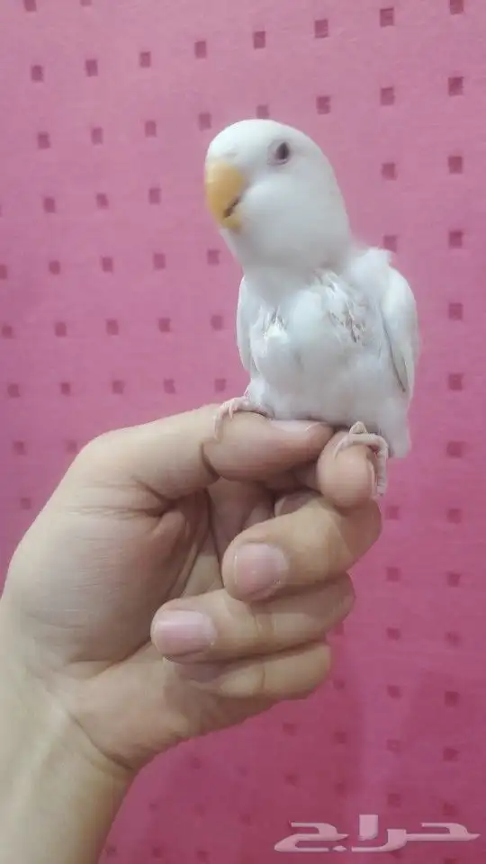 فروخ روز ألبينو أليفة تو بدأت تاكل لحالها 2