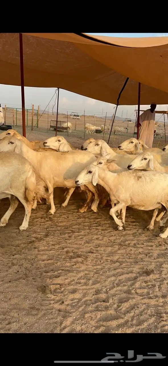 غنم حرية صنف حررش جروم العدد 52 تحتها 8 والباقي دفيع مفاصيل 3