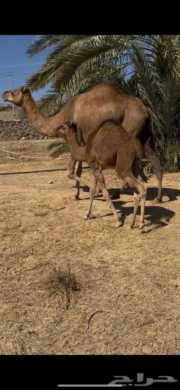 خلفة ساحلية للبيع تم البيع تم البيع 3