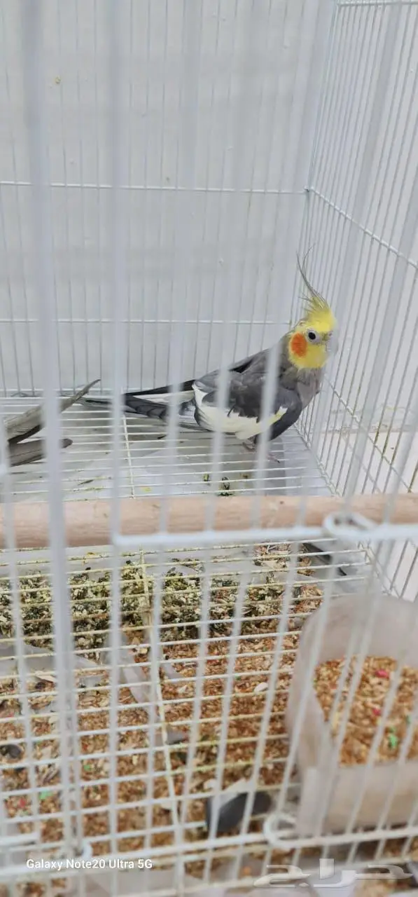 كروان عدد 2 ذكر للبيع 3