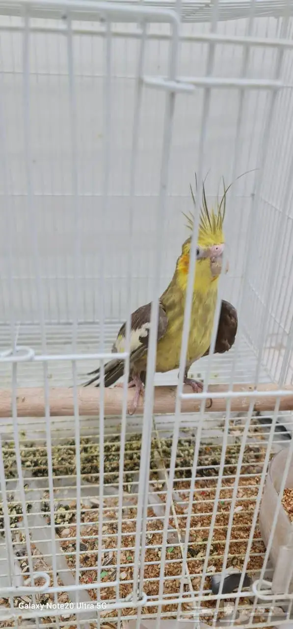 كروان عدد 2 ذكر للبيع 2