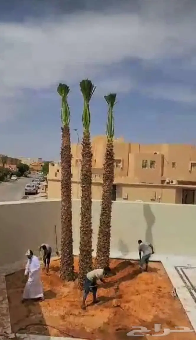 نخيل للبيع وتركيب الشبوك بانواعها والثيل الطبيعي 7
