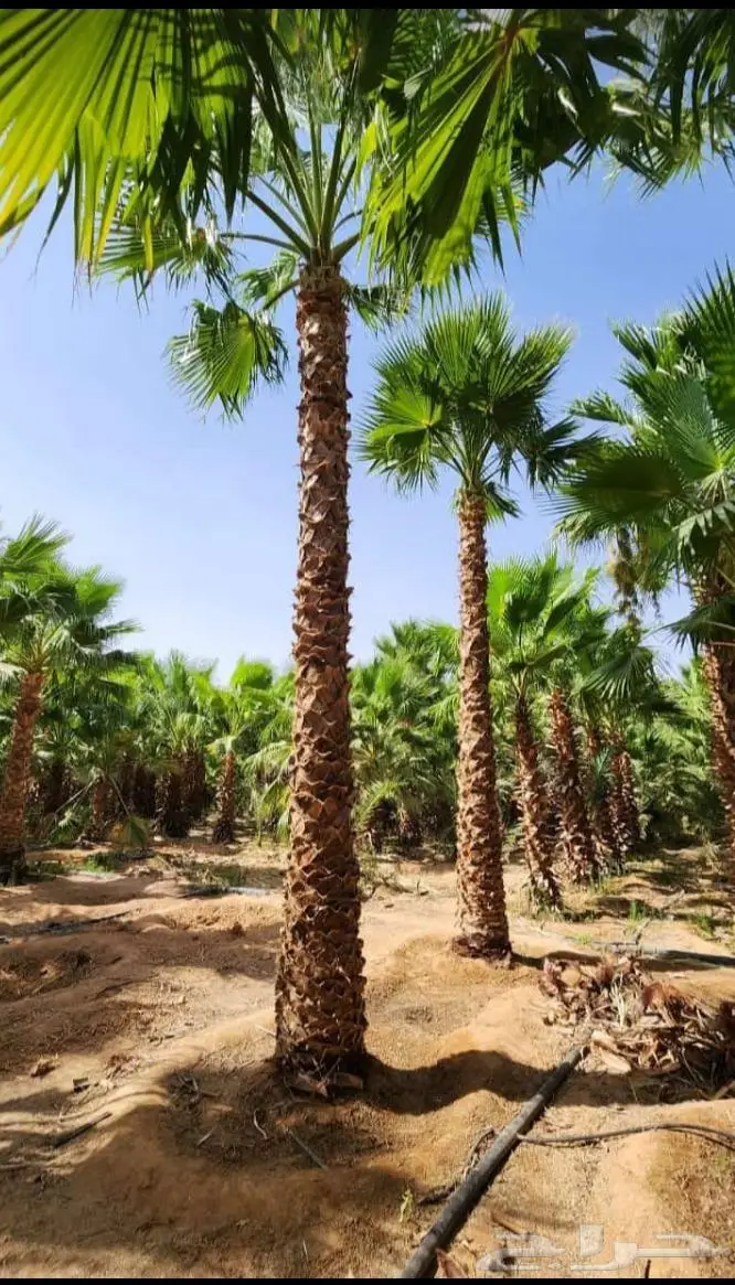 نخيل للبيع وتركيب الشبوك بانواعها والثيل الطبيعي 20
