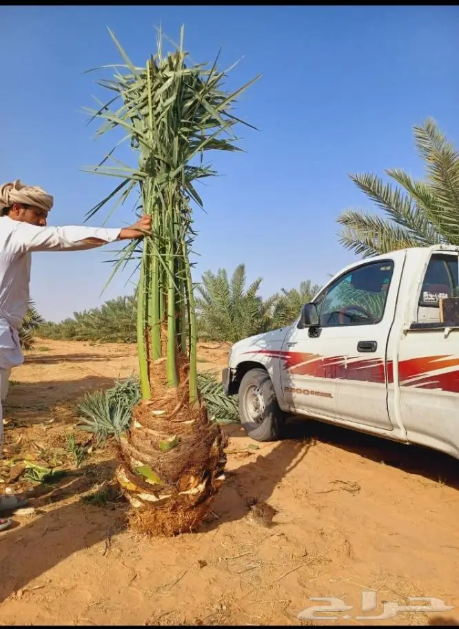 نخيل للبيع وتركيب الشبوك بانواعها والثيل الطبيعي 12