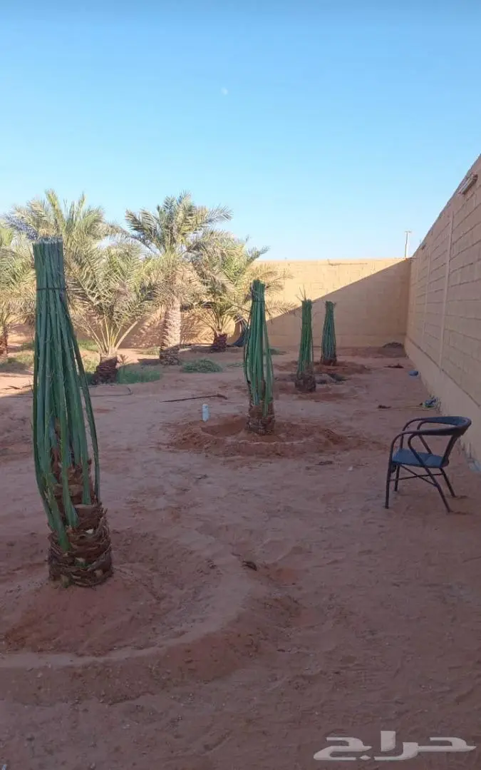 نخيل للبيع وتركيب الشبوك بانواعها والثيل الطبيعي 11