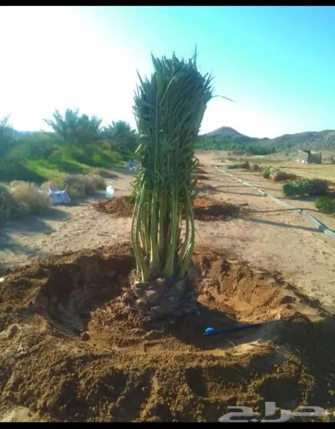 نخيل للبيع وتركيب الشبوك بانواعها والثيل الطبيعي 8