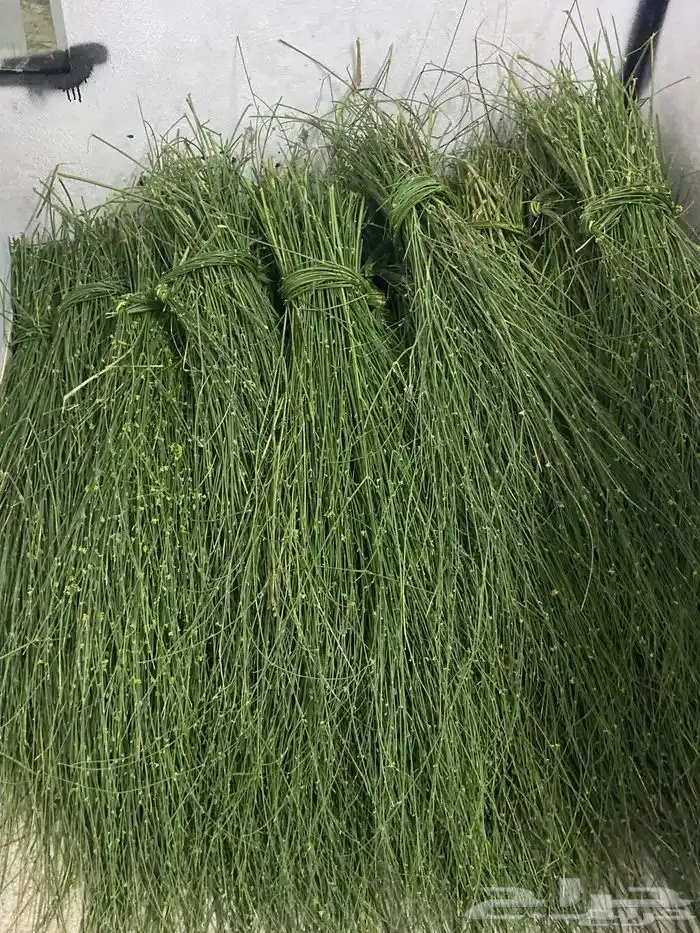 مرخ طازج يقطع عند الطلب 2
