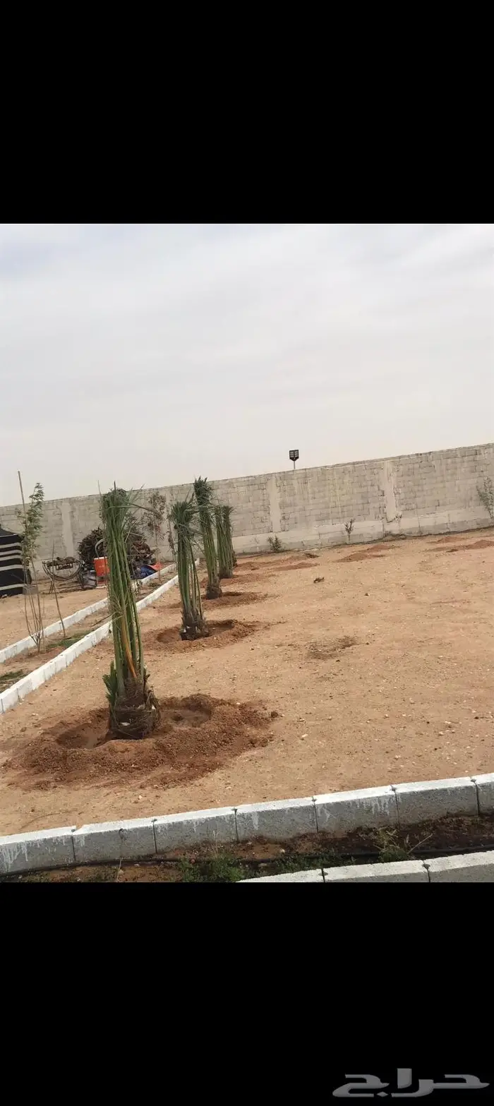 نخيل للبيع وتركيب الشبوك بانواعها والثيل الطبيعي 14